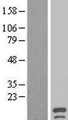 C1orf182 Protein - Western validation with an anti-DDK antibody * L: Control HEK293 lysate R: Over-expression lysate