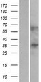 C1orf198 Protein - Western validation with an anti-DDK antibody * L: Control HEK293 lysate R: Over-expression lysate