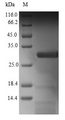C1orf54 Protein - (Tris-Glycine gel) Discontinuous SDS-PAGE (reduced) with 5% enrichment gel and 15% separation gel.