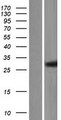 C1orf74 Protein - Western validation with an anti-DDK antibody * L: Control HEK293 lysate R: Over-expression lysate