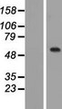 C1orf87 Protein - Western validation with an anti-DDK antibody * L: Control HEK293 lysate R: Over-expression lysate