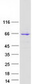 C1orf87 Protein - Purified recombinant protein C1orf87 was analyzed by SDS-PAGE gel and Coomassie Blue Staining