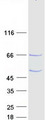 C1orf94 Protein - Purified recombinant protein C1orf94 was analyzed by SDS-PAGE gel and Coomassie Blue Staining
