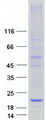 C20orf141 Protein - Purified recombinant protein C20orf141 was analyzed by SDS-PAGE gel and Coomassie Blue Staining