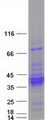 C21orf62 Protein - Purified recombinant protein C21orf62 was analyzed by SDS-PAGE gel and Coomassie Blue Staining