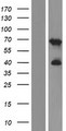 C2orf42 Protein - Western validation with an anti-DDK antibody * L: Control HEK293 lysate R: Over-expression lysate
