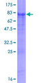 C2orf57 Protein - 12.5% SDS-PAGE of human C2orf57 stained with Coomassie Blue
