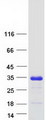 C2orf68 Protein - Purified recombinant protein C2orf68 was analyzed by SDS-PAGE gel and Coomassie Blue Staining