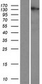 C2orf71 Protein - Western validation with an anti-DDK antibody * L: Control HEK293 lysate R: Over-expression lysate