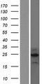 C2orf80 Protein - Western validation with an anti-DDK antibody * L: Control HEK293 lysate R: Over-expression lysate