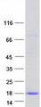 C2orf88 Protein - Purified recombinant protein C2orf88 was analyzed by SDS-PAGE gel and Coomassie Blue Staining