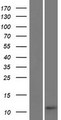 C3orf79 Protein - Western validation with an anti-DDK antibody * L: Control HEK293 lysate R: Over-expression lysate