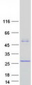 C4orf17 Protein - Purified recombinant protein C4orf17 was analyzed by SDS-PAGE gel and Coomassie Blue Staining