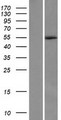 C4orf20 / UFSP2 Protein - Western validation with an anti-DDK antibody * L: Control HEK293 lysate R: Over-expression lysate