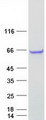 C5orf22 Protein - Purified recombinant protein C5orf22 was analyzed by SDS-PAGE gel and Coomassie Blue Staining