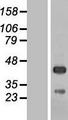 C5orf45 Protein - Western validation with an anti-DDK antibody * L: Control HEK293 lysate R: Over-expression lysate