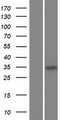 C5orf51 Protein - Western validation with an anti-DDK antibody * L: Control HEK293 lysate R: Over-expression lysate