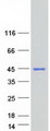 C5orf51 Protein - Purified recombinant protein C5orf51 was analyzed by SDS-PAGE gel and Coomassie Blue Staining