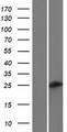 C6orf223 Protein - Western validation with an anti-DDK antibody * L: Control HEK293 lysate R: Over-expression lysate
