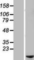 C6orf226 Protein - Western validation with an anti-DDK antibody * L: Control HEK293 lysate R: Over-expression lysate