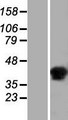 C6orf58 Protein - Western validation with an anti-DDK antibody * L: Control HEK293 lysate R: Over-expression lysate