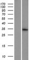 C7orf62 Protein - Western validation with an anti-DDK antibody * L: Control HEK293 lysate R: Over-expression lysate