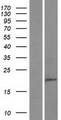 C8orf44 Protein - Western validation with an anti-DDK antibody * L: Control HEK293 lysate R: Over-expression lysate