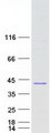 C8orf74 Protein - Purified recombinant protein C8orf74 was analyzed by SDS-PAGE gel and Coomassie Blue Staining
