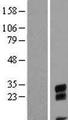 C9orf24 Protein - Western validation with an anti-DDK antibody * L: Control HEK293 lysate R: Over-expression lysate