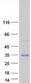 C9orf40 Protein - Purified recombinant protein C9orf40 was analyzed by SDS-PAGE gel and Coomassie Blue Staining