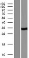 CA5A / Carbonic Anhydrase VA Protein - Western validation with an anti-DDK antibody * L: Control HEK293 lysate R: Over-expression lysate