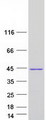 CAB39 / MO25 Protein - Purified recombinant protein CAB39 was analyzed by SDS-PAGE gel and Coomassie Blue Staining
