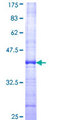 CABLES2 Protein - 12.5% SDS-PAGE Stained with Coomassie Blue.