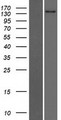 CACHD1 Protein - Western validation with an anti-DDK antibody * L: Control HEK293 lysate R: Over-expression lysate