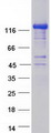 CADPS2 Protein - Purified recombinant protein CADPS2 was analyzed by SDS-PAGE gel and Coomassie Blue Staining