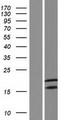 CALML4 Protein - Western validation with an anti-DDK antibody * L: Control HEK293 lysate R: Over-expression lysate