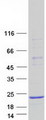 CALML4 Protein - Purified recombinant protein CALML4 was analyzed by SDS-PAGE gel and Coomassie Blue Staining