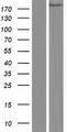 CAMSAP1 Protein - Western validation with an anti-DDK antibody * L: Control HEK293 lysate R: Over-expression lysate