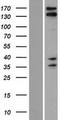 CAMSAP3 / KIAA1543 Protein - Western validation with an anti-DDK antibody * L: Control HEK293 lysate R: Over-expression lysate