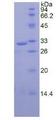 CAPN1 / Calpain 1 Protein - Recombinant Calpain 1, Large Subunit By SDS-PAGE