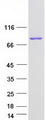 CAPN12 / Calpain 12 Protein - Purified recombinant protein CAPN12 was analyzed by SDS-PAGE gel and Coomassie Blue Staining
