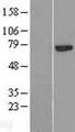 CAPN13 / Calpain 13 Protein - Western validation with an anti-DDK antibody * L: Control HEK293 lysate R: Over-expression lysate