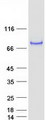 CAPN13 / Calpain 13 Protein - Purified recombinant protein CAPN13 was analyzed by SDS-PAGE gel and Coomassie Blue Staining