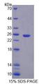 CAPN7 / Calpain 7 Protein - Recombinant Calpain 7 (CAPN7) by SDS-PAGE