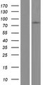 CAPN8 / Calpain 8 Protein - Western validation with an anti-DDK antibody * L: Control HEK293 lysate R: Over-expression lysate