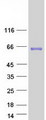 Carboxylesterase 3 / CES3 Protein - Purified recombinant protein CES3 was analyzed by SDS-PAGE gel and Coomassie Blue Staining
