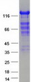 CARMA1 / CARD11 Protein - Purified recombinant protein CARD11 was analyzed by SDS-PAGE gel and Coomassie Blue Staining