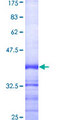 CASP1 / Caspase 1 Protein - 12.5% SDS-PAGE Stained with Coomassie Blue.