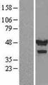 CASQ1 / Calsequestrin 1 Protein - Western validation with an anti-DDK antibody * L: Control HEK293 lysate R: Over-expression lysate