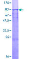 CASQ1 / Calsequestrin 1 Protein - 12.5% SDS-PAGE of human CASQ1 stained with Coomassie Blue